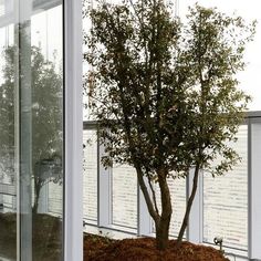 a small tree sitting in the middle of a room next to a wall with windows