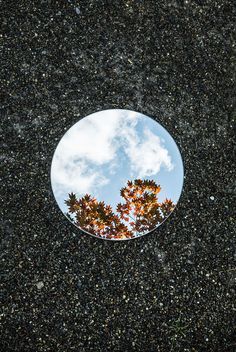 the reflection of two trees in a round mirror with an orange sticker on it