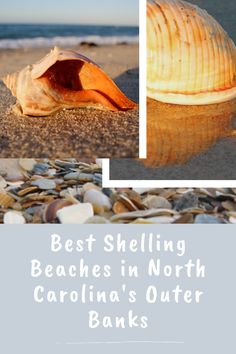 shells on the beach with text that reads best shelling beaches in north carolina's outer banks