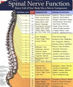 Your spine is your lifeline! The spinal nerves are your mini lifelines. Each cell in the human body functions because of the signal that goes from the brain down the spinal cord and through the spinal nerves. Take care of you body and you body will take care of you. #Chiropractic care works to keep your nervous system functioning at an optimal level. #nerves #chiropractor Sinus Problems, Abdominal Fat, Migraine Headaches, Medical Knowledge, Anatomy And Physiology, Sciatica, Acupressure