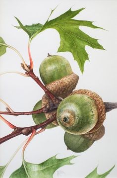 two acorns on a branch with green leaves and one has an acorn