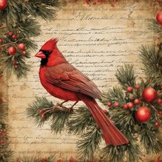 a red bird sitting on top of a pine tree next to a piece of paper