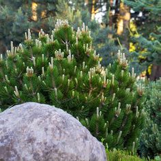 a pine tree with white flowers next to a large rock