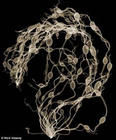 an artistic photograph of some kind of wire ball on a black background with white dots