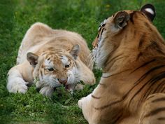 two tigers laying in the grass with one looking at the other's face,