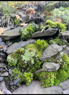 moss growing on rocks in the woods