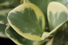 a close up view of the leaves of a plant