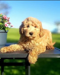 a brown dog sitting on top of a table next to a potted plant and flowers