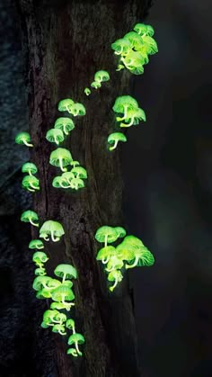 glowing mushrooms are growing on the bark of a tree in the dark, and glow green