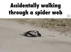 Memes Video, Anaconda, Funny Pics, Super Funny, Best Memes, Spider Web, Funny Posts, Funny Cute