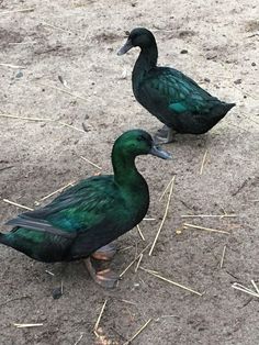 two green ducks standing on the ground next to each other