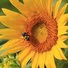 a yellow sunflower with a bee on it