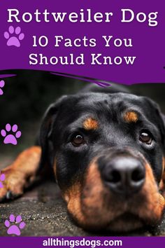 a rotweiler dog laying on the ground with paw prints around it's face