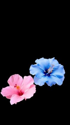 two blue and pink flowers on a black background