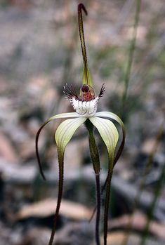 a close up of a flower on a plant with dirt and grass in the background