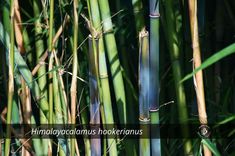 some very tall green bamboo plants in the sun