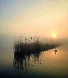 a person is standing in the water on a foggy day