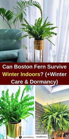 a collage of photos with plants in them and the words can boston fern survive winter indoors? t - winter care & dominance