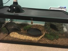 a large snake is in an aquarium with rocks and plants around it's base