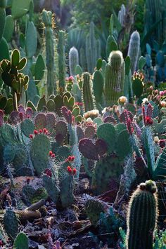 many different types of cactus plants in the sunlit garden, including cacti and succulents