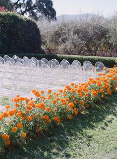 rows of clear acrylic chairs with orange flowers in the foreground and trees in the background