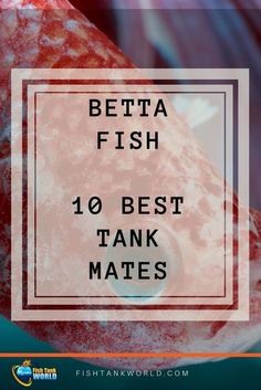 the words betta fish 10 best tank mates in front of an image of a red object