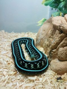 a black and blue striped snake sitting on top of some wood chips next to a plant