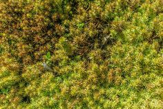 an overhead view of green grass with brown and yellow patches on the top right side