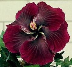 a purple flower with green leaves in front of a white brick wall