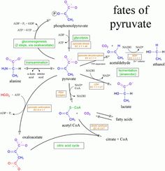 a diagram with the names and symbols for different types of substances, including hydrogens