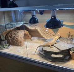 a glass display case filled with different types of plants and animals in it's habitat