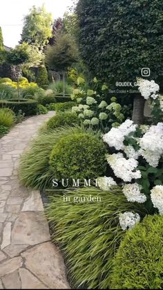 a garden with white flowers and greenery