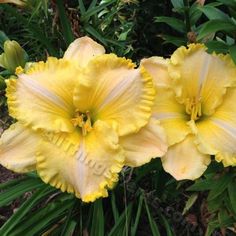 two yellow flowers with green leaves in the background