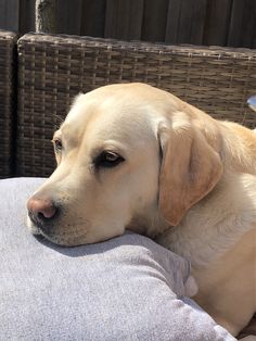 a dog is laying on a pillow outside