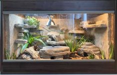 an aquarium with rocks and plants in it