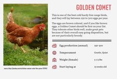 a brochure with an image of a chicken on it