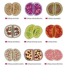 the different types of mitts and their functions