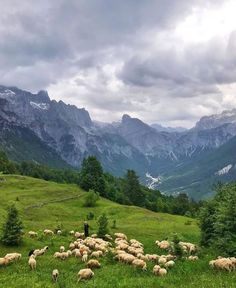 a herd of sheep standing on top of a lush green hillside under a cloudy sky