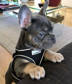 a small dog sitting on top of a couch wearing a harness and looking at the camera