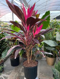 several potted plants are in the middle of an indoor garden area with mesh flooring