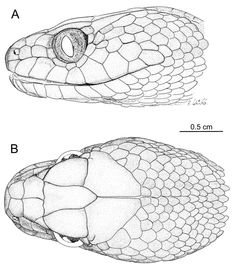 an image of a snake's head and the side view of it with its mouth open