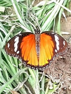 an orange and white butterfly sitting on top of green grass next to some dirt covered ground