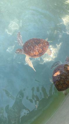 two turtles swimming in the water together