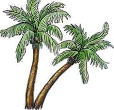 two palm trees with green leaves and brown trunks are shown in this hand drawn drawing