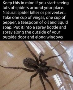 a brown spider sitting on top of a wooden table