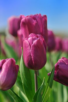 purple tulips are blooming in the field