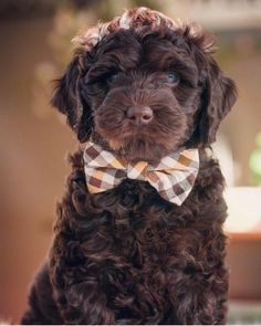 a small brown dog with a bow tie