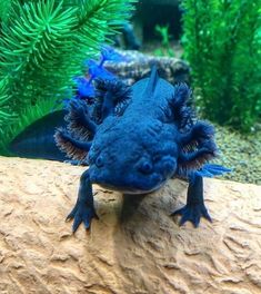 an animal that is sitting on top of a rock