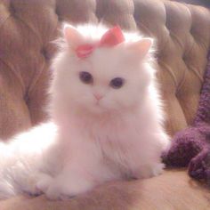 a white cat with a pink bow sitting on a couch