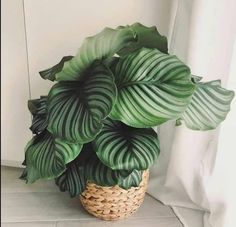 a large green plant in a wicker basket next to a white wall and window